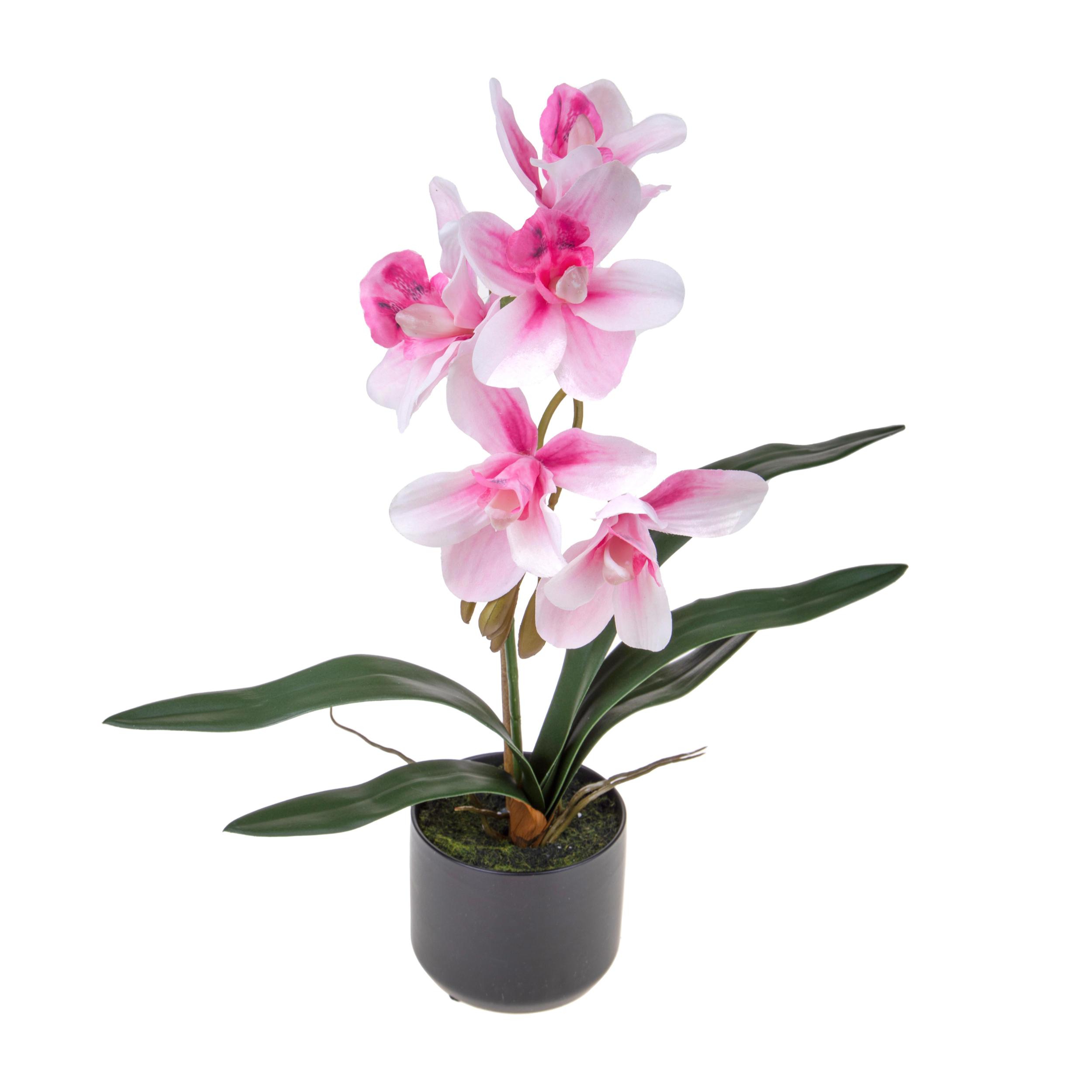 Orchidea Cymbidium Con 1 Diramazione In Vaso. Altezza 48 Cm - Pezzi 1 - 25X48X25cm - Colore: Rosa - Bianchi Dino - Piante Artificiali