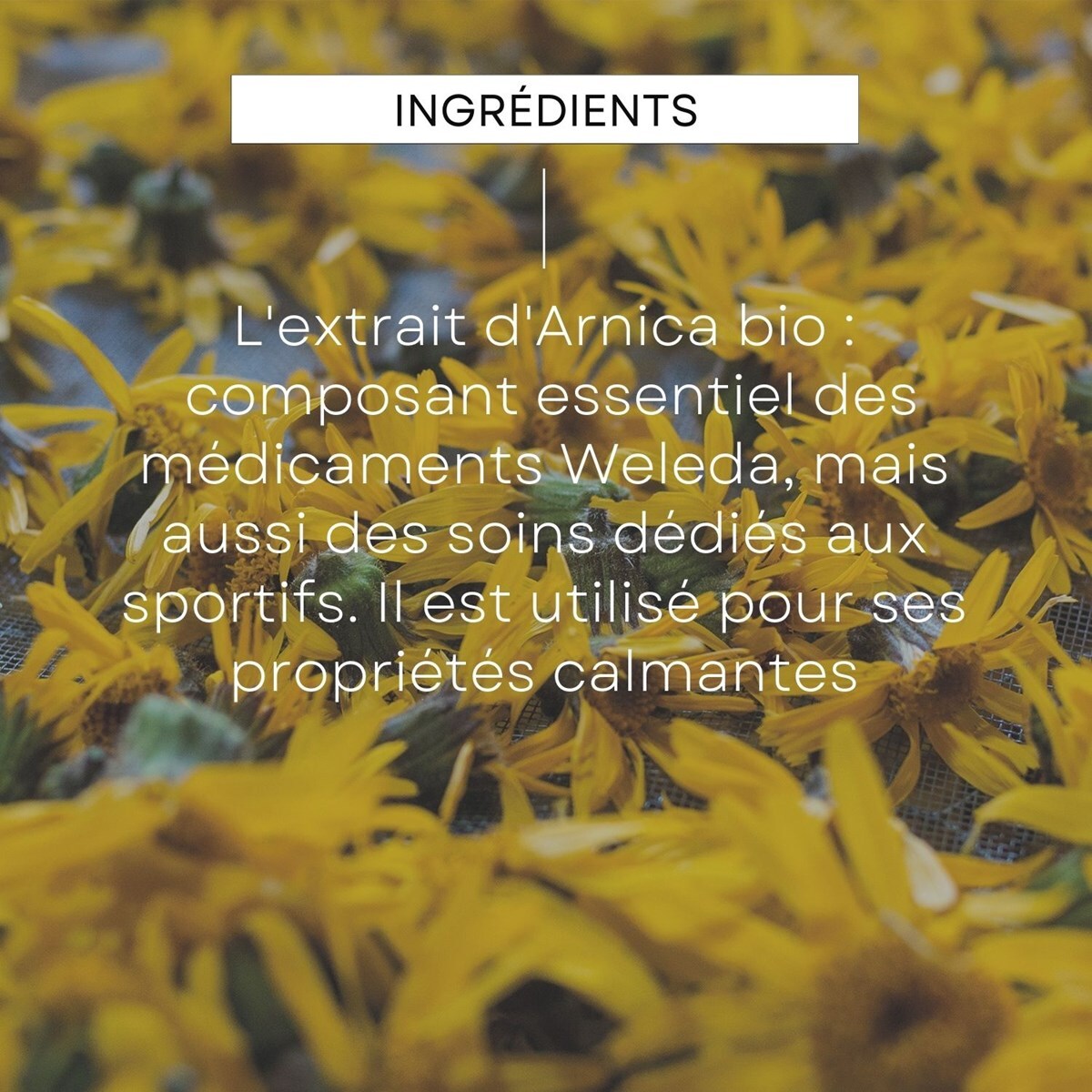 WELEDA - TROUSSE SOINS HYGIENE SPORT : Roller à l'Arnica + Huile de Massage à l'Arnica + Gel Douche Sport à l'Arnica - NATRUE* - Vegan*** -75+100+200 ml