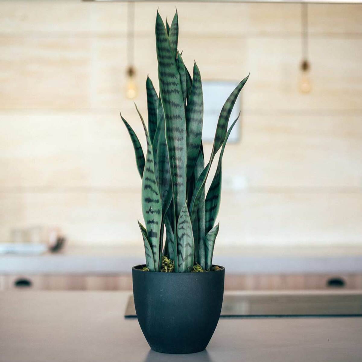 Planta Artificial Sansevieria 70 Cm