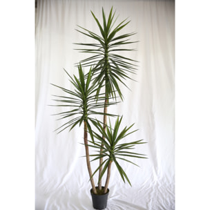 Yucca con 3 diramazioni con vaso - Pezzi 1 - Colore: Verde - 24xH250x24cm - Bianchi Dino