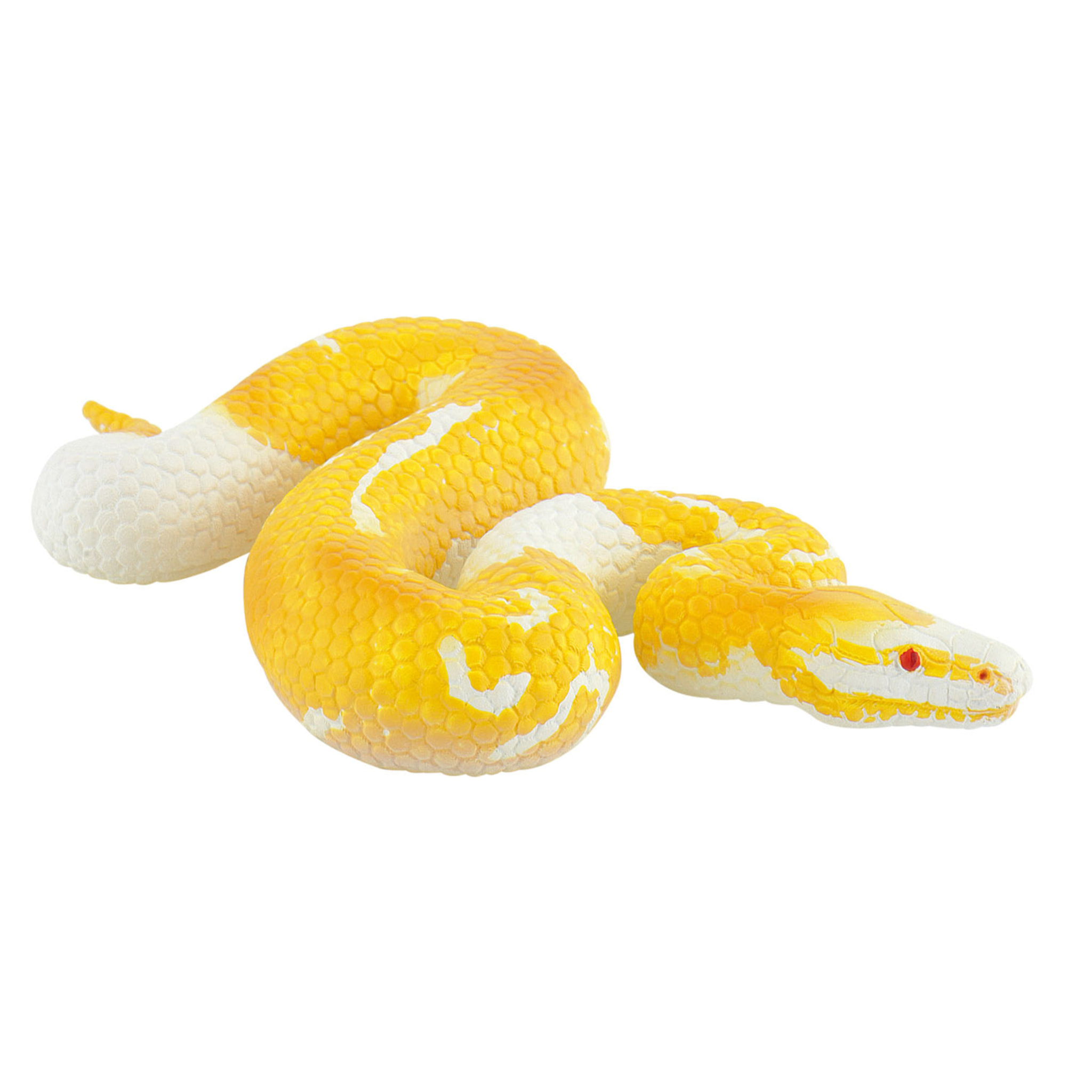 Ragni e Rettili/Pitone albino