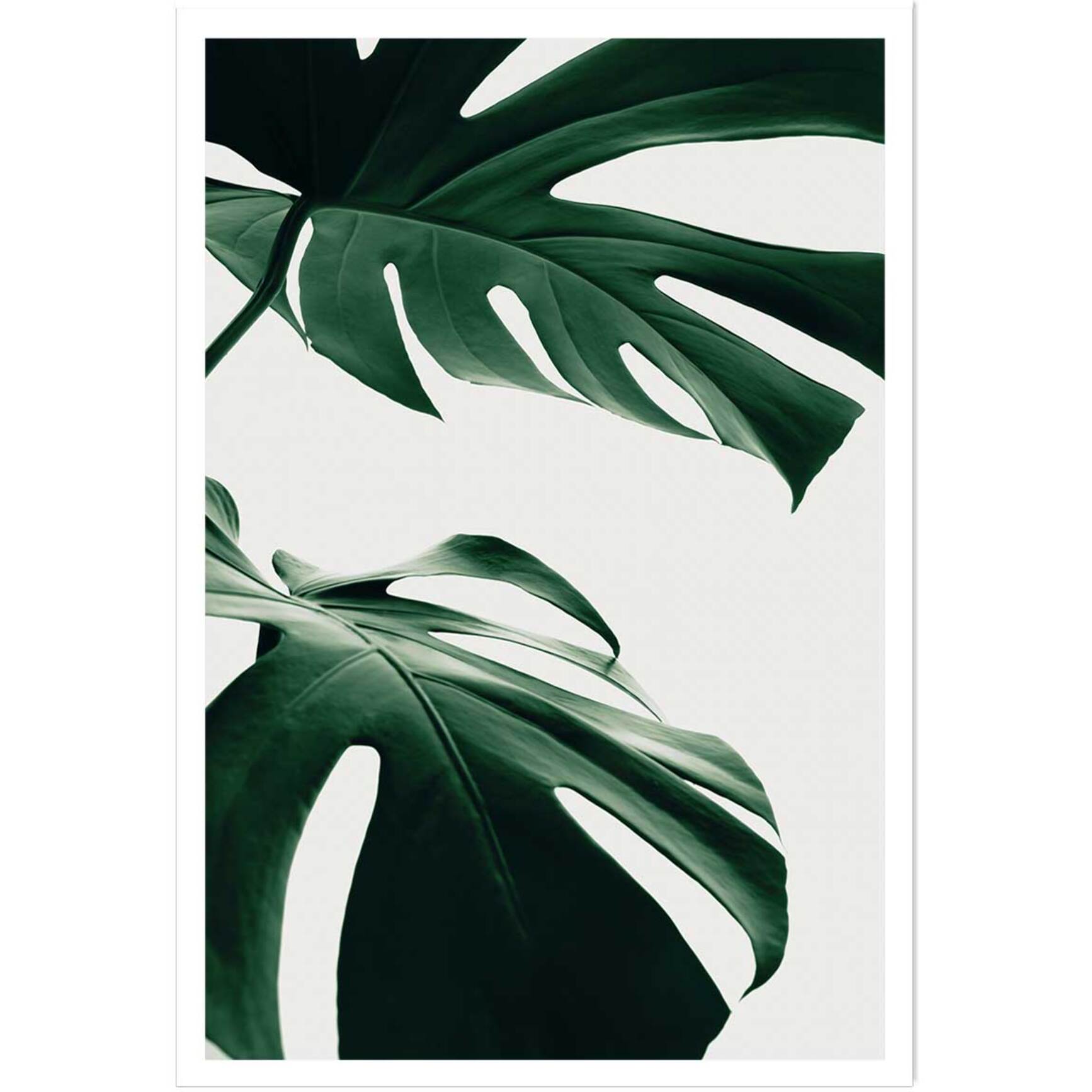 Affiche  monstera due Affiche seule