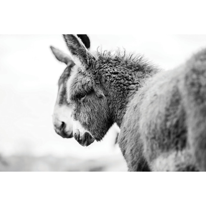 Tableau têtus comme deux ânes Tableau plexiglas