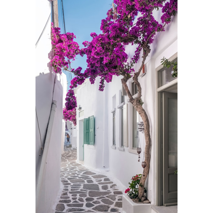 Tableau bougainvilliers paros Toile imprimée