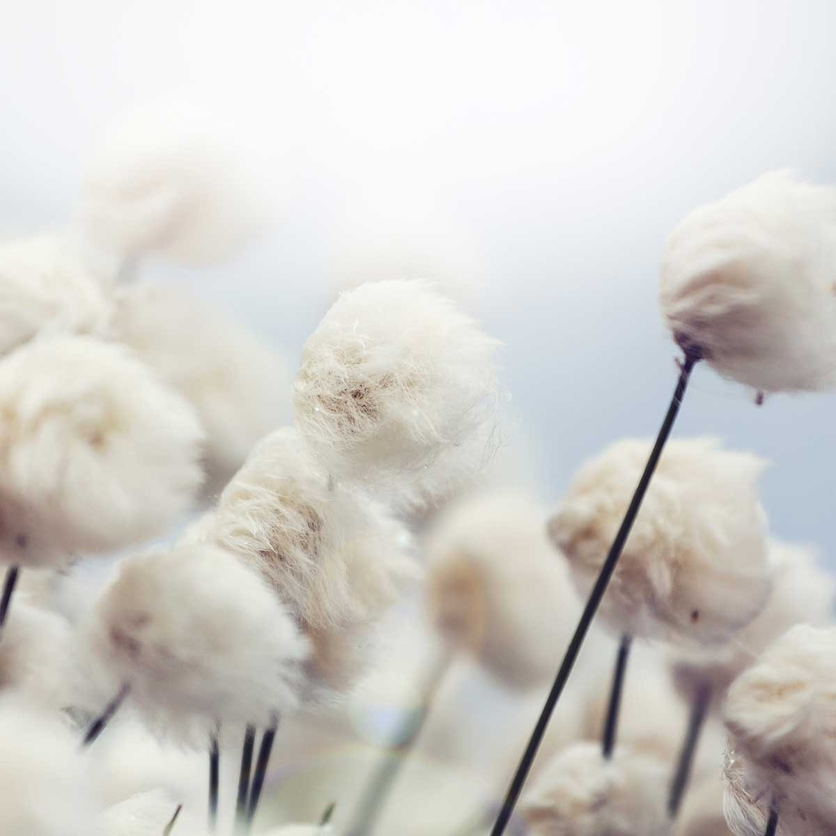 Affiche fleurs de coton au vent Affiche + cadre en bois - Noir