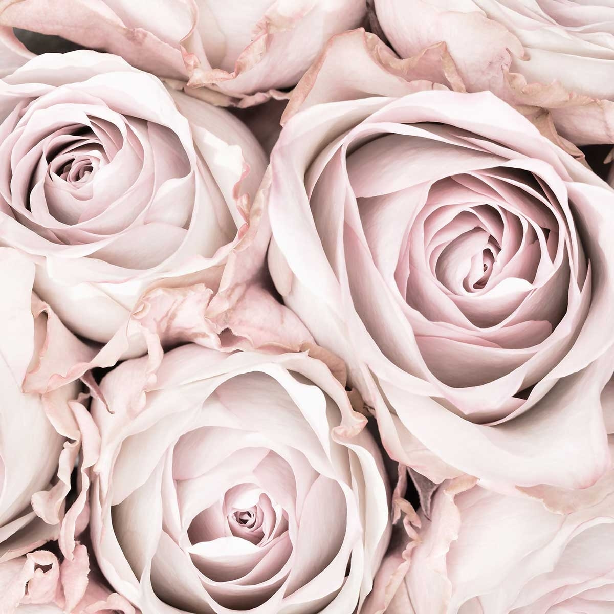 Affiche  rosa alba Affiche sous cadre bois