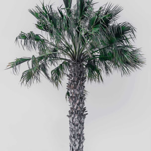 Affiche coconut palm Affiche sous cadre bois