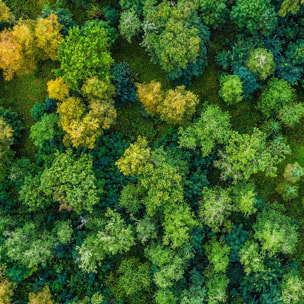 Affiche encadrée – Vue aérienne de forêt luxuriante Affiche + cadre en métal - Noir