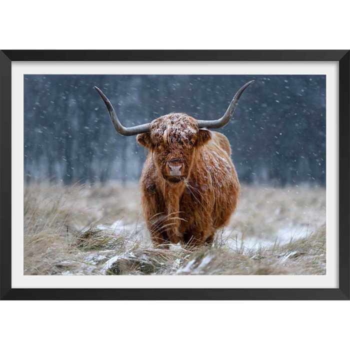 Affiche Vache Highland Affiche + cadre en bois - Noir