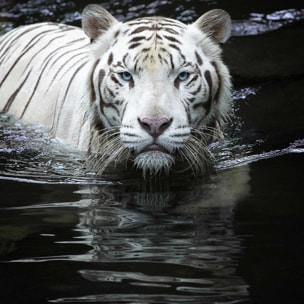 Affiche tigre Regarde moi... Affiche seule