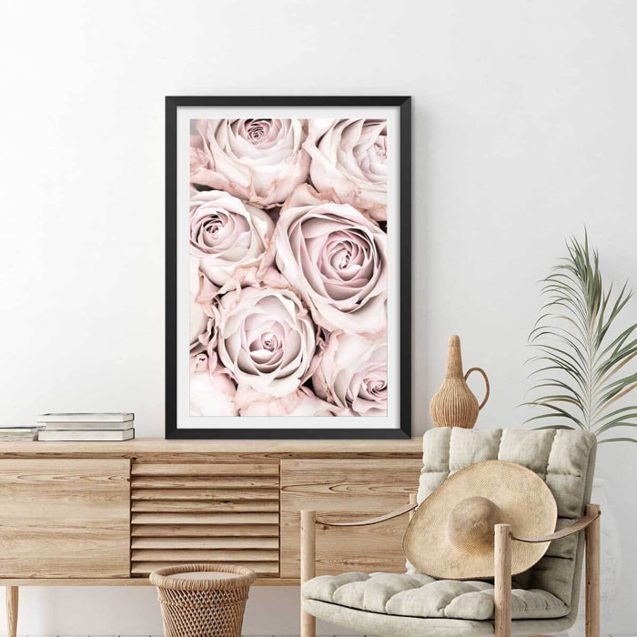 Affiche  rosa alba Affiche seule