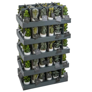 Plante succulente & cactus H18cm