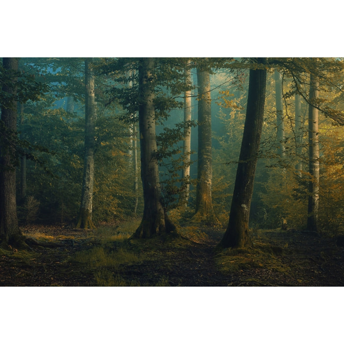 Tableau sous-bois en octobre Tableau alu Dibond