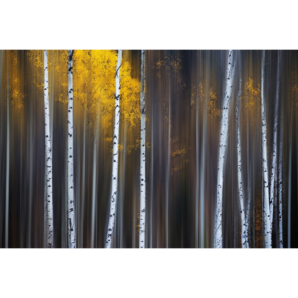 Tableau paysage Rideau d'automne Tableau alu Dibond