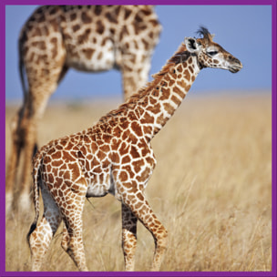 WWF PUZLE - JIRAFAS 100 PIEZAS