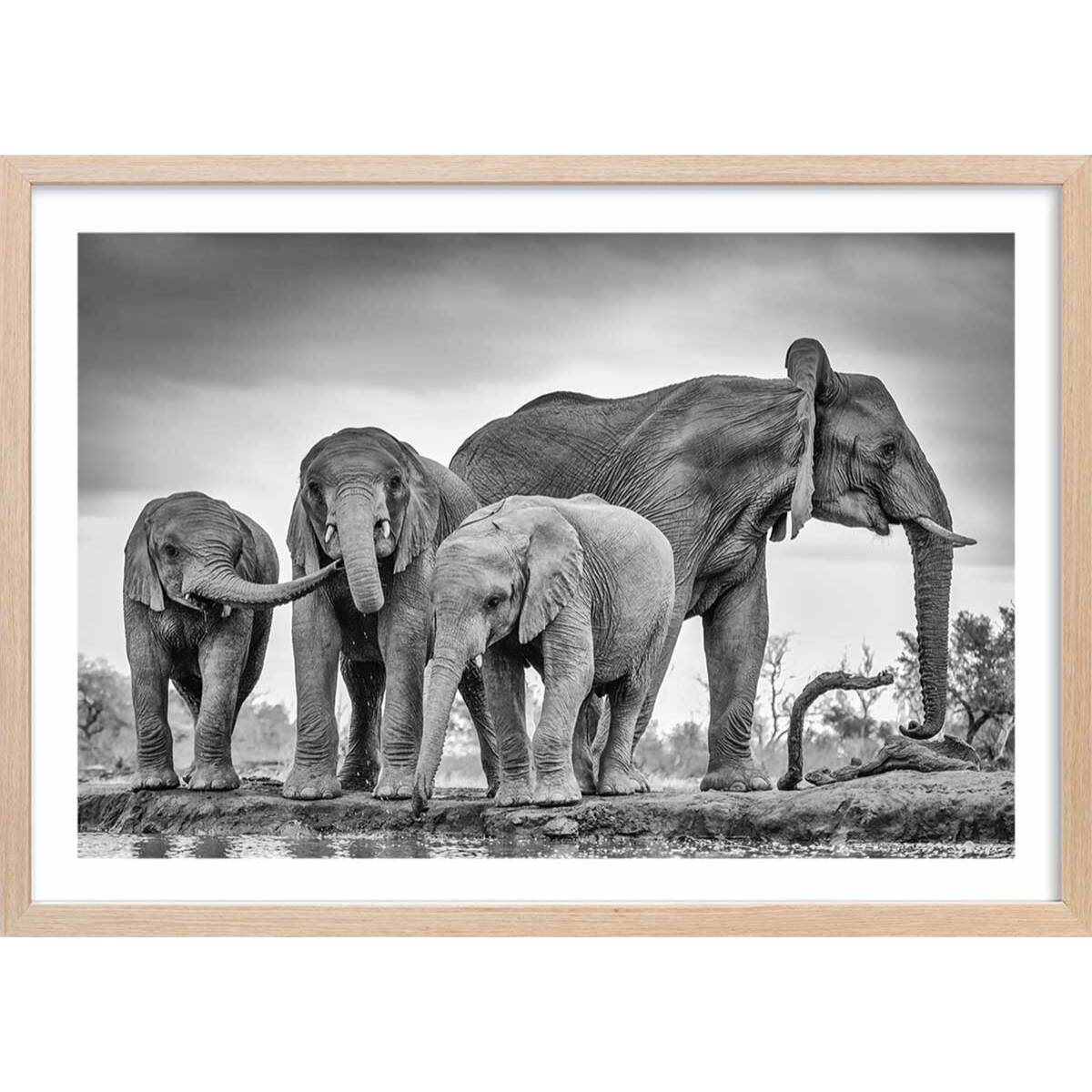 Affiche animaux bataille d'eau Affiche + cadre en bois - Chêne