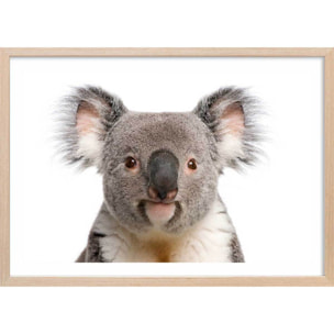 Affiche enfant bébé koala  Affiche + cadre en bois - Chêne