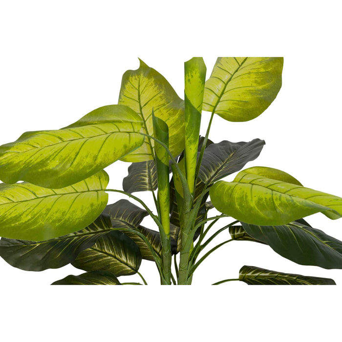 Plantaq Dieffenbachia Con Maceta 60x60x100 Cm