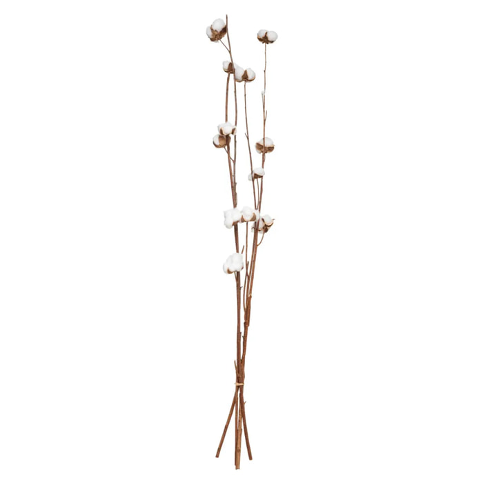 Fleurs séchées naturelles H100cm