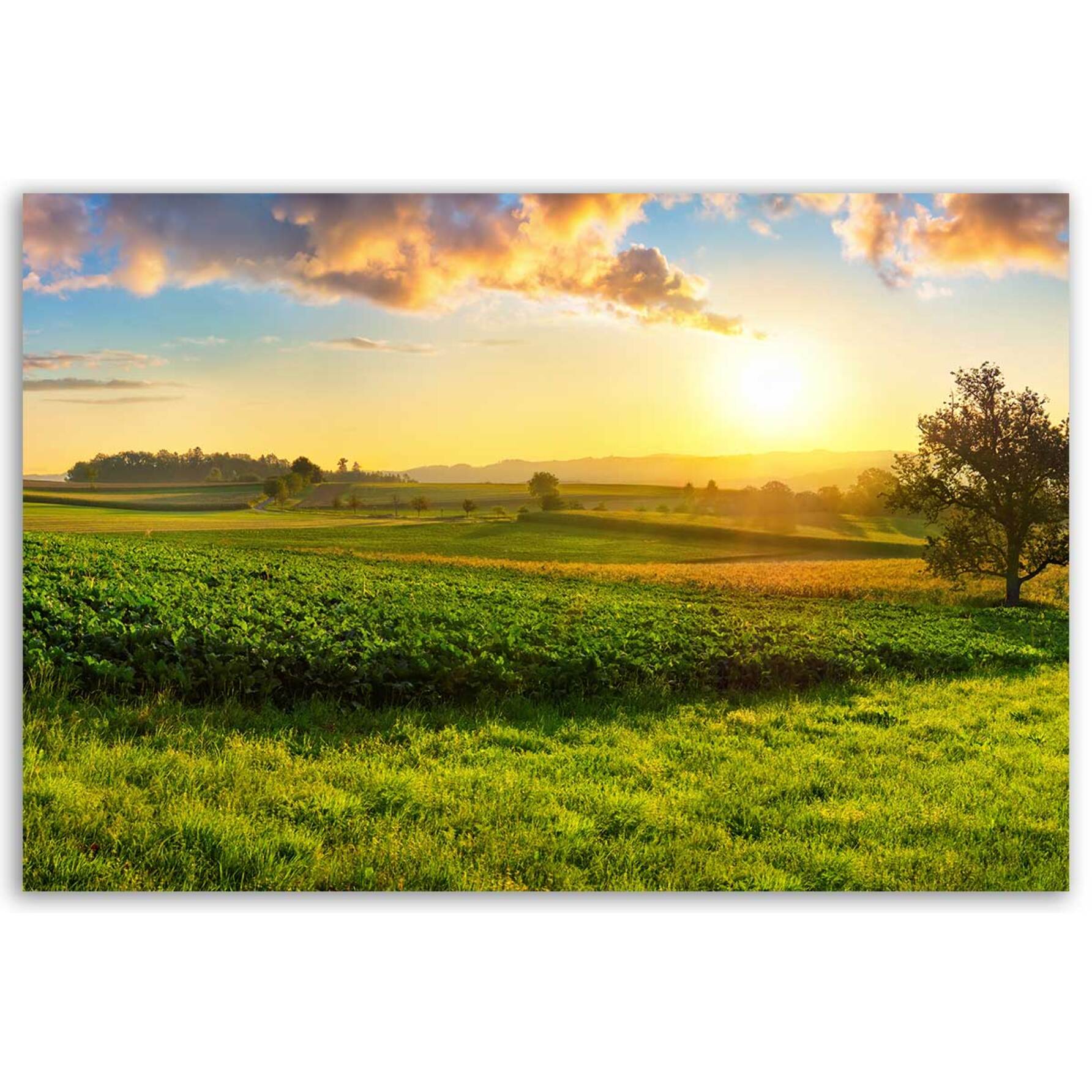 Tableau campagne dorée au soleil levant Toile imprimée