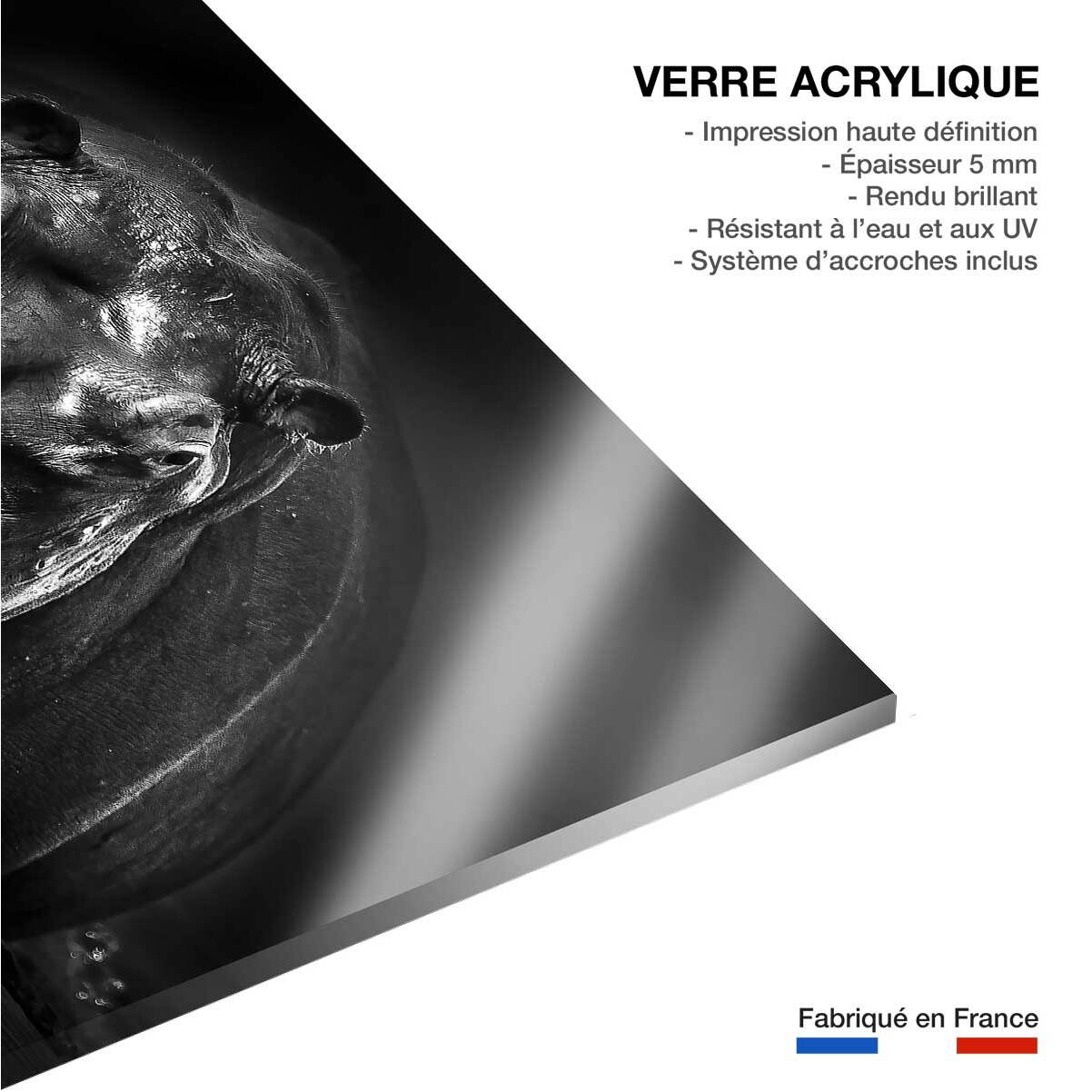 Tableau animaux portrait hippo Tableau plexiglas