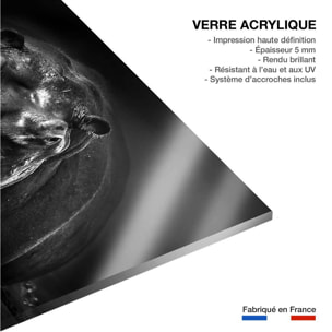 Tableau animaux portrait hippo Tableau plexiglas