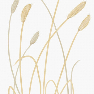 Affiche  scandi blés 2 Affiche + cadre en bois - Chêne