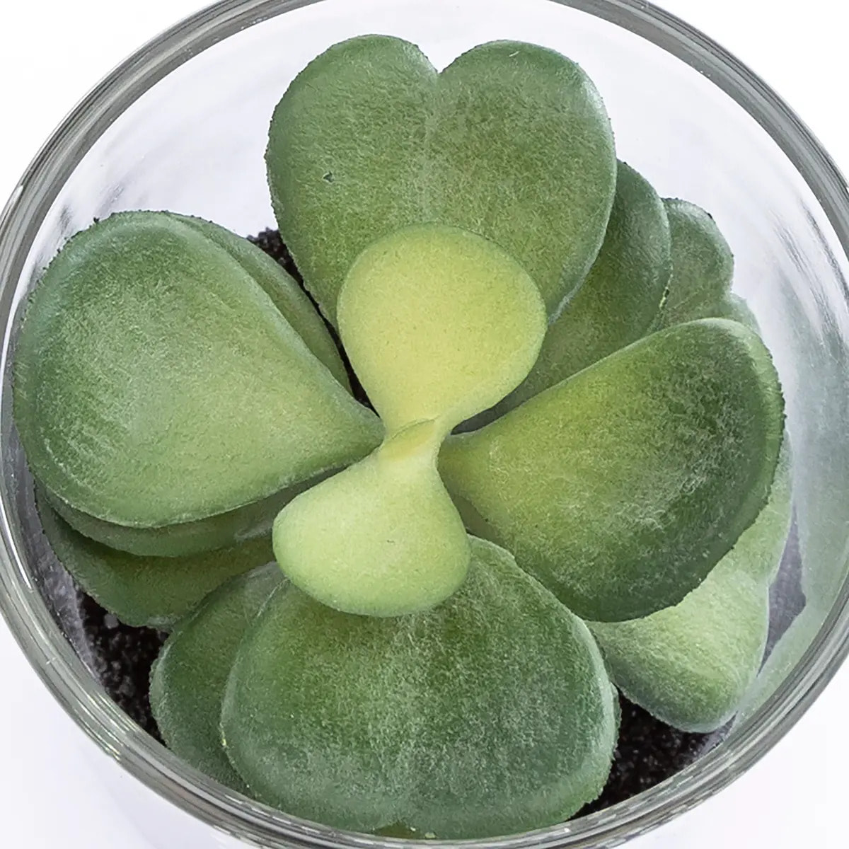 Plante artificielle "Message" - pot en verre - H8 cm