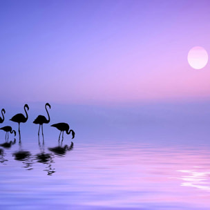 Tableau animaux Morning Flamingo Tableau alu Dibond