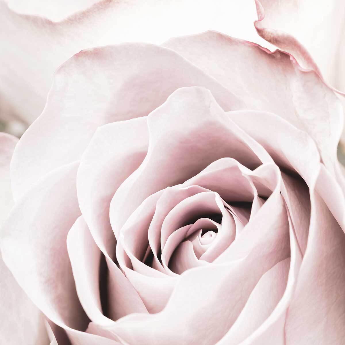 Tableau rosa romantica Tableau alu Dibond