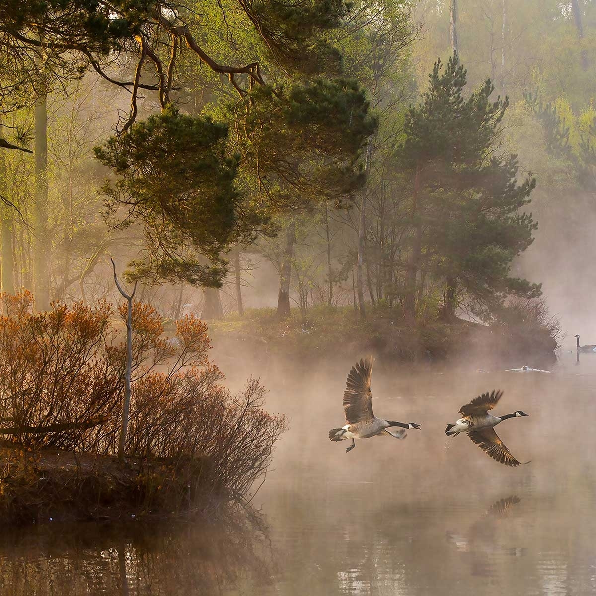 Affiche paysage oies sauvages Affiche + cadre en bois - Chêne