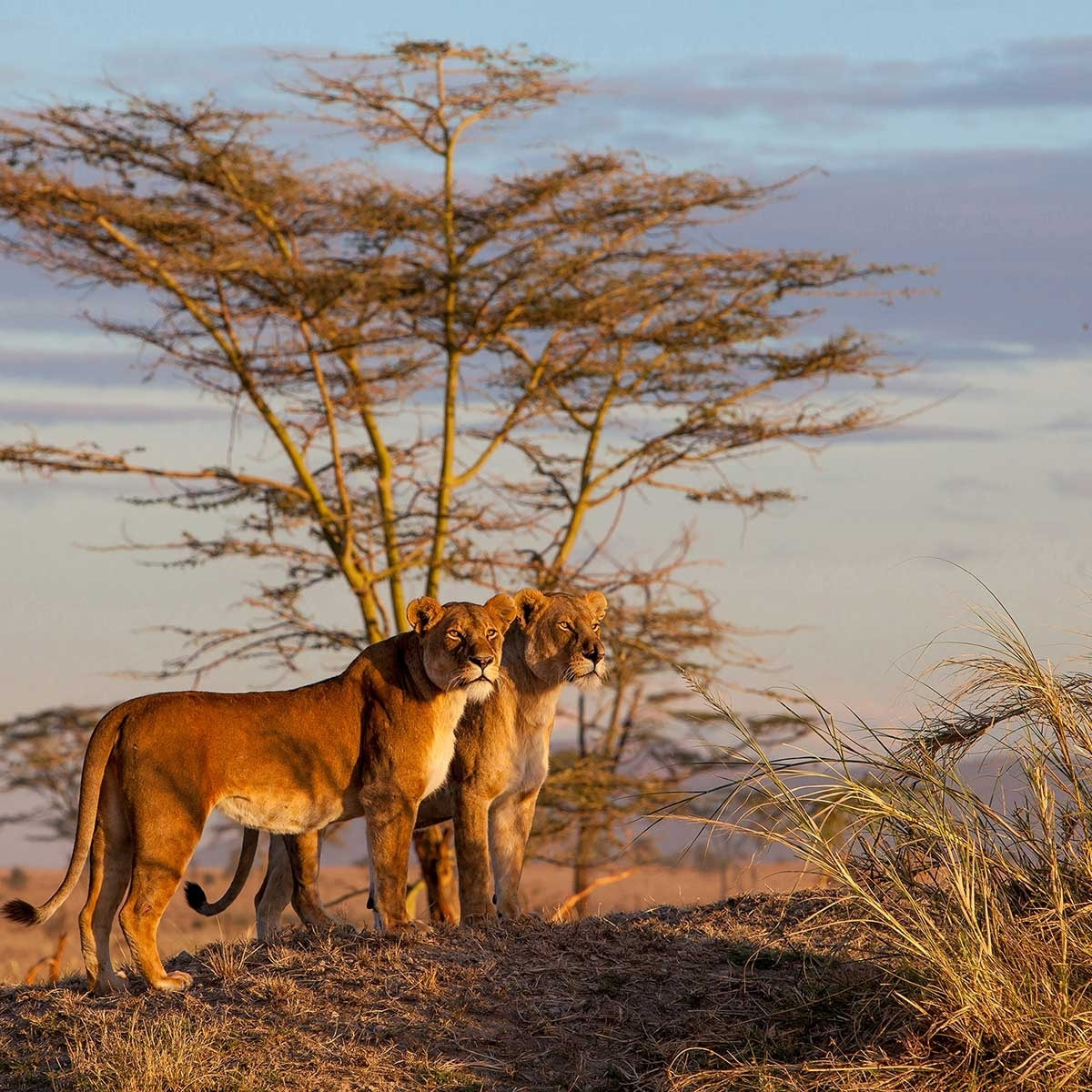 Affiche Lionnes... Affiche seule