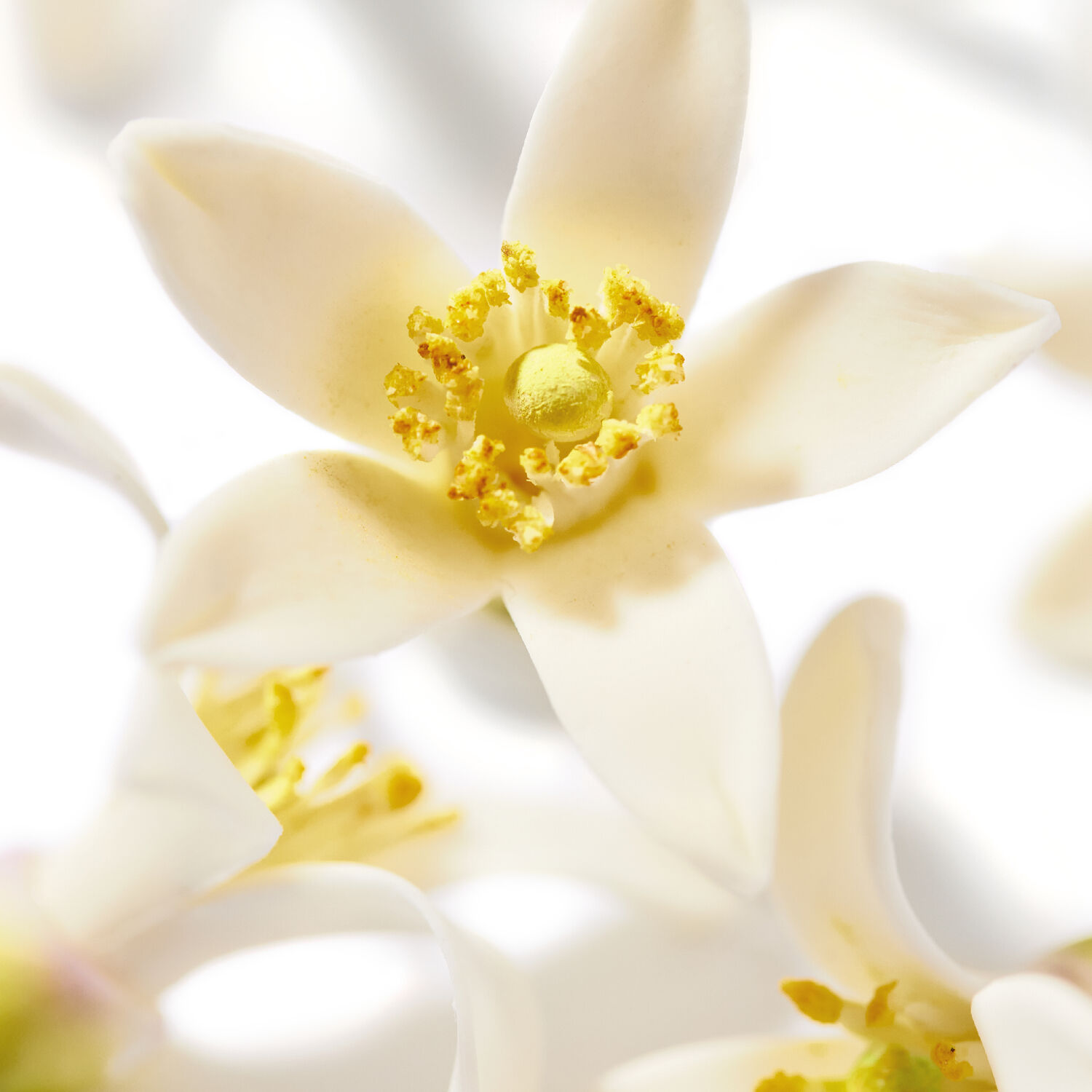 Prodigieux® Neroli le Parfum - Toutes peaux - 50ml