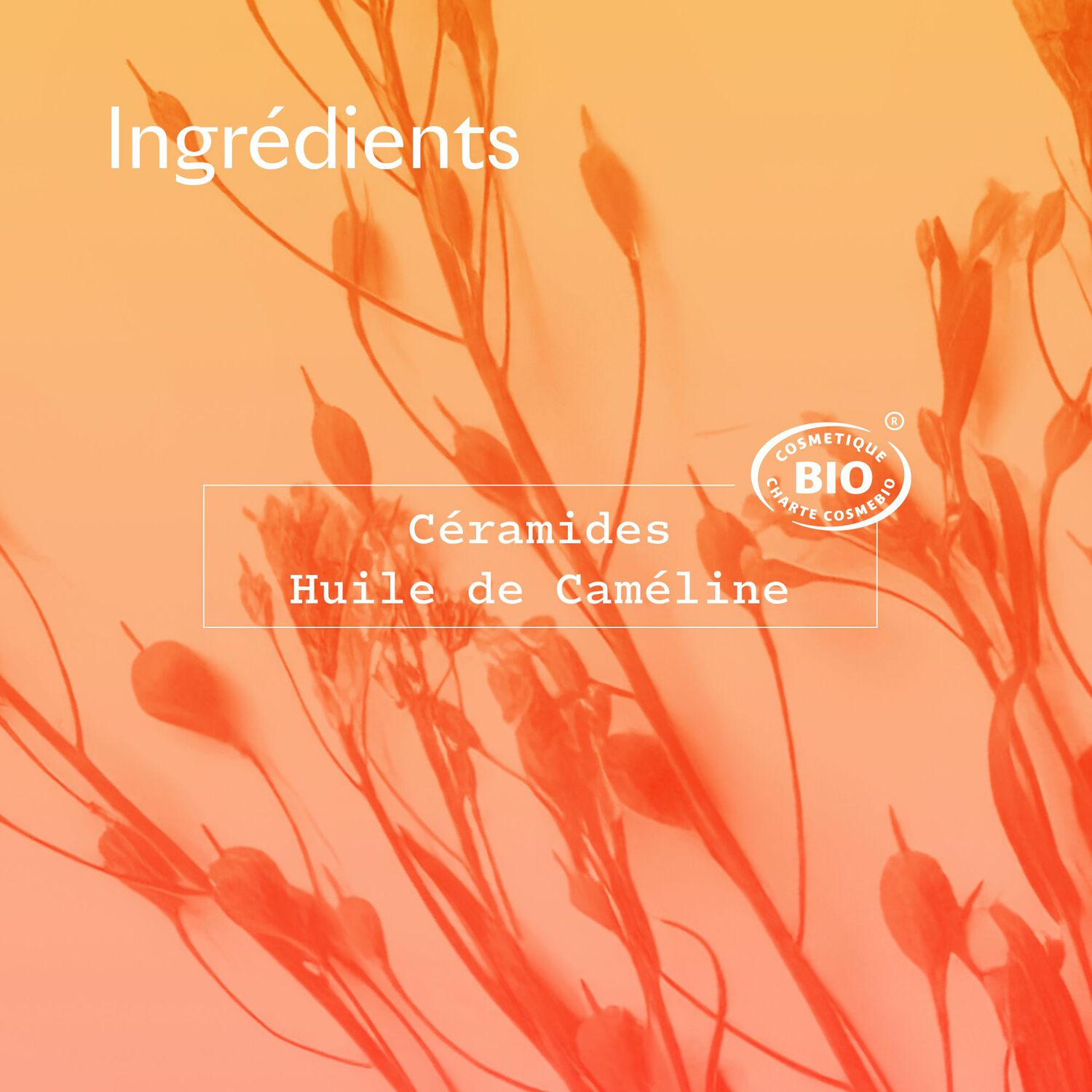 Cera Botanica - Huile Lèvres Réparatrice 10 ml