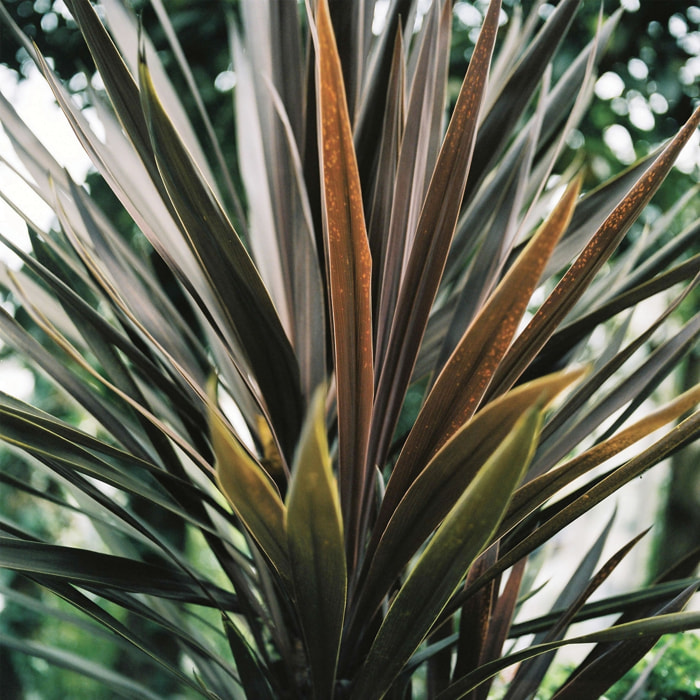 Tableau fleur de yucca et forêt tropicale Toile imprimée