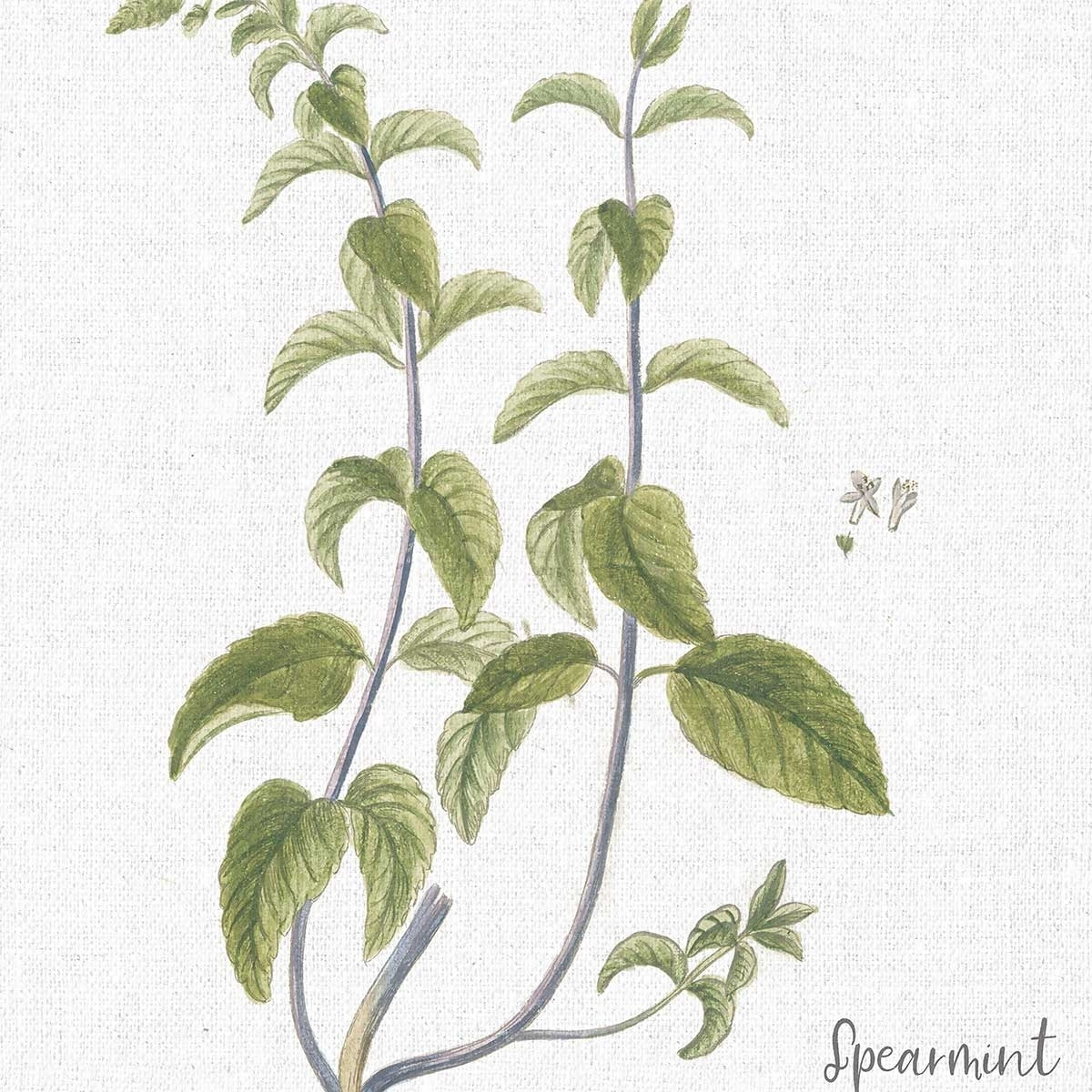 Affiche fleurs Menthe verte illustrée Affiche + cadre en bois - Chêne