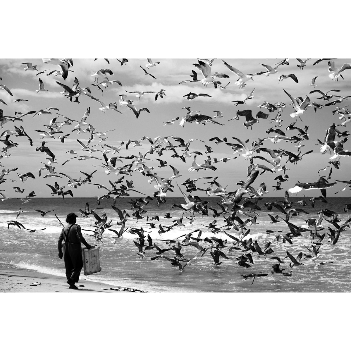 Tableau festin de mouettes Tableau alu Dibond