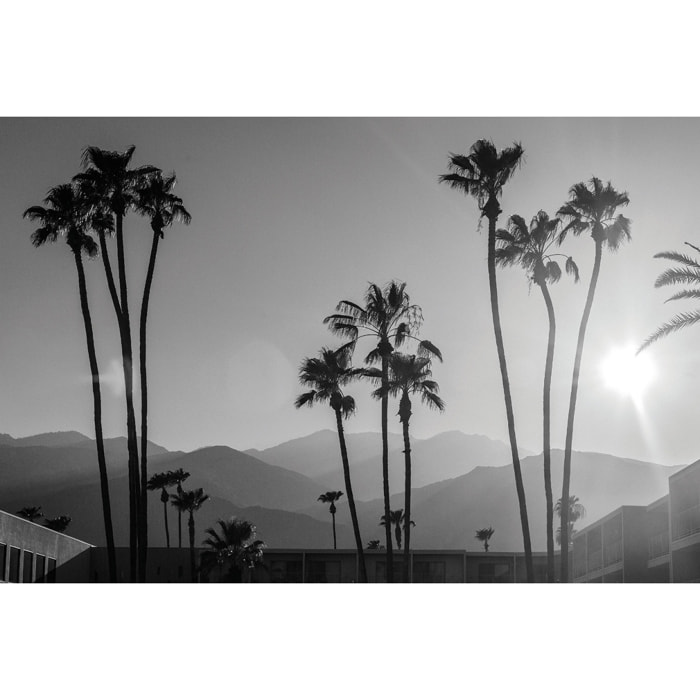 Tableau noir et blanc palmiers - palm springs Tableau alu Dibond