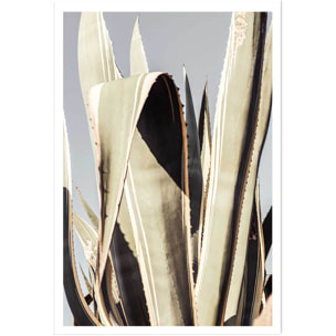 Poster cactus mexicain Affiche seule