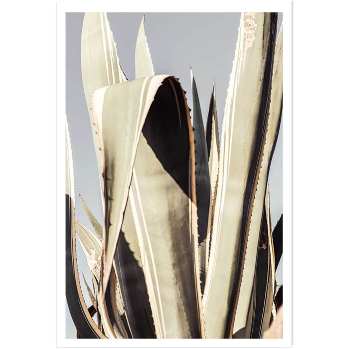 Poster cactus mexicain Affiche seule