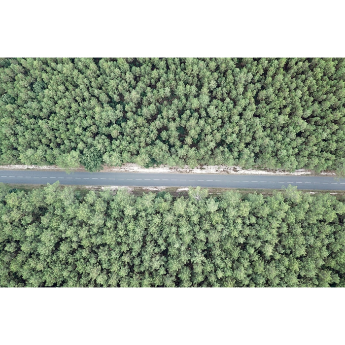 Tableau infinitude de la forêt landaise Tableau alu Dibond