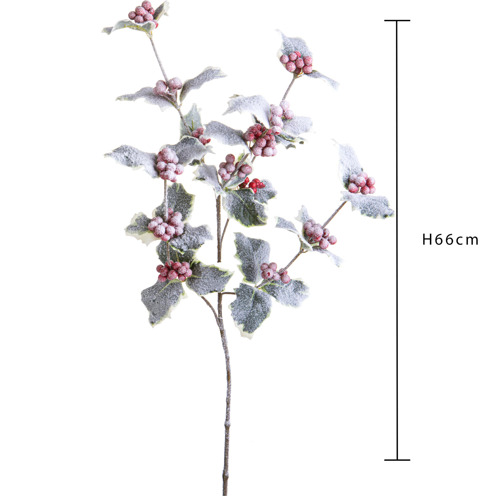 Agrifoglio - Pezzi 12 - 17xH66x15cm - Bianchi Dino SpA