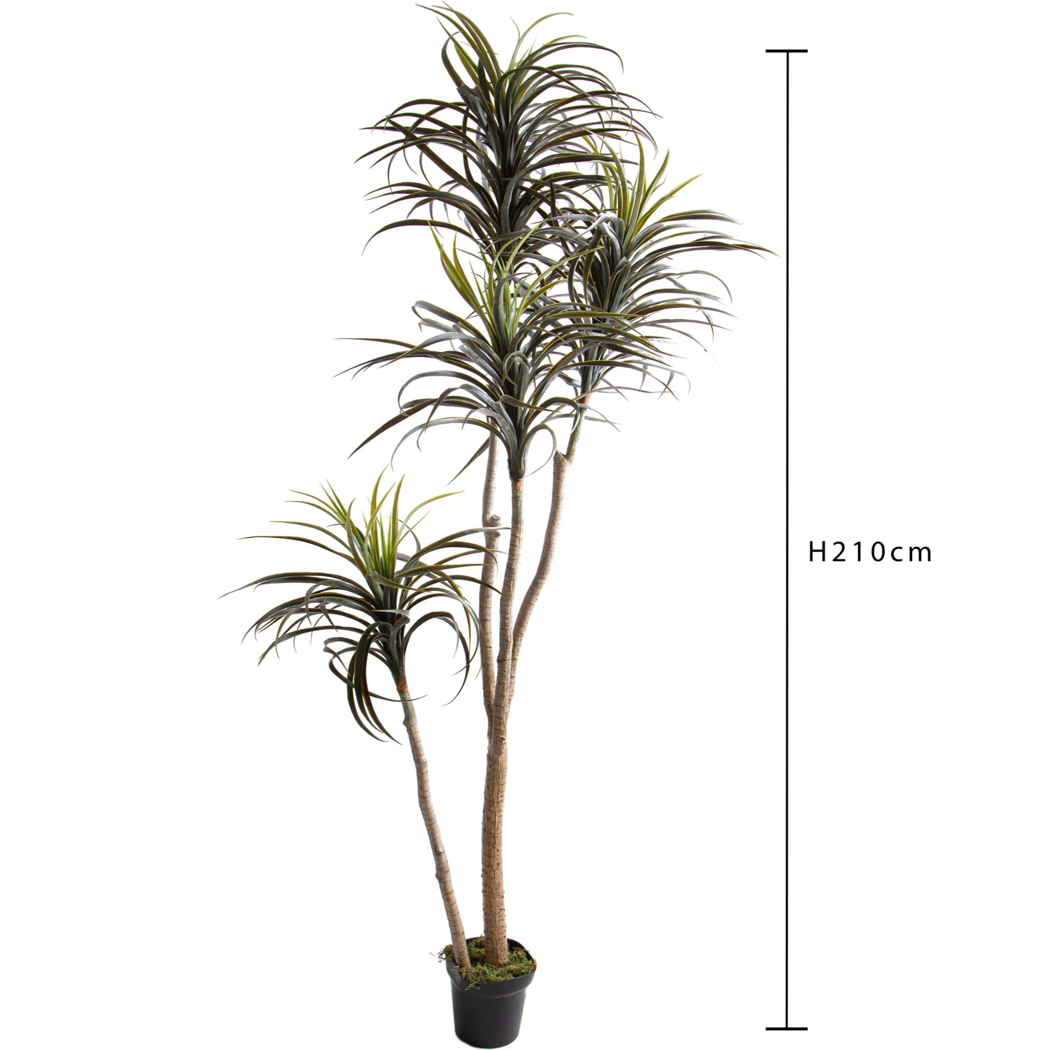 Nolina Recurvata H.210 Cm - Pezzi 1 - 80X210X80cm - Colore: Verde - Bianchi Dino - Piante Artificiali