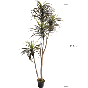 Nolina Recurvata H.210 Cm - Pezzi 1 - 80X210X80cm - Colore: Verde - Bianchi Dino - Piante Artificiali