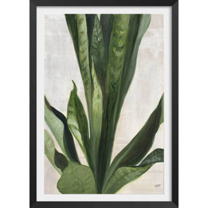 Poster Sanseveria aquarelle Affiche + cadre en bois - Noir