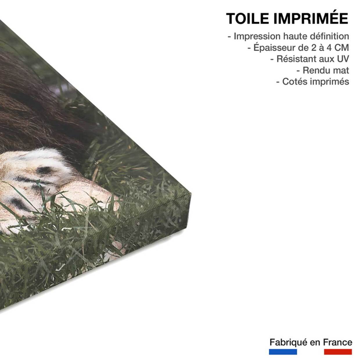 Tableau animaux pattes de lion Toile imprimée