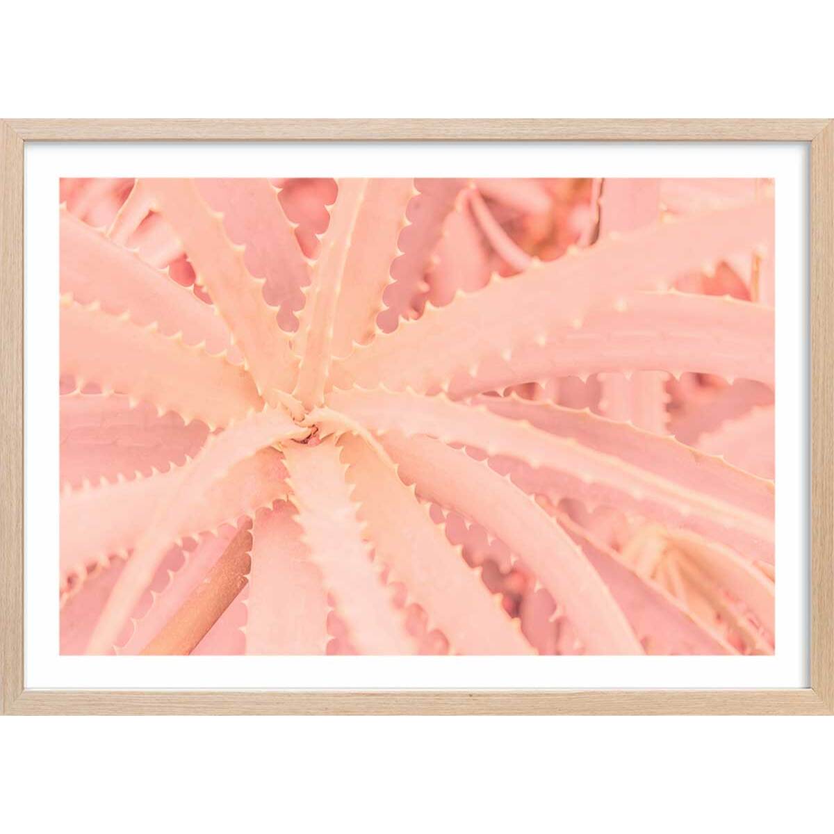 Affiche cactus rose art Affiche + cadre en bois - Chêne
