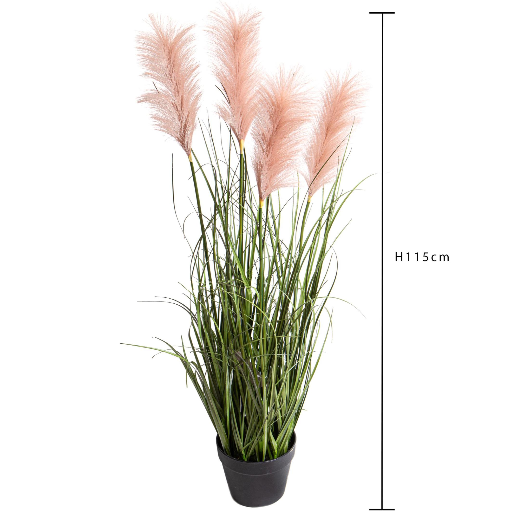 Festuca Glauca Con Vaso H.115 Cm - Pezzi 1 - 50X115X50cm - Colore: Verde - Bianchi Dino - Piante Grandi Invasate