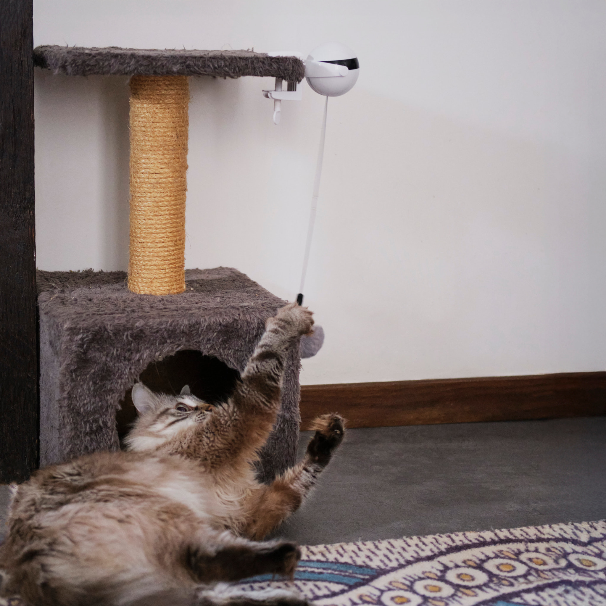 Jeu Interactif Pour Chat A Visser Chat'scenseur