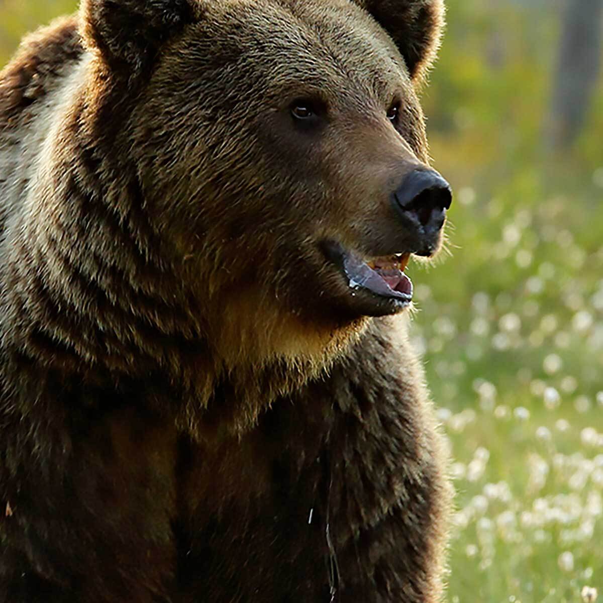 Affiche encadrée ours brun dans la forêt Affiche + cadre en métal - Noir